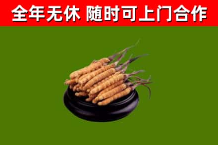 赫章烟酒回收冬虫夏草.jpg