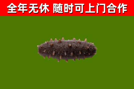 赫章烟酒回收干海参.jpg